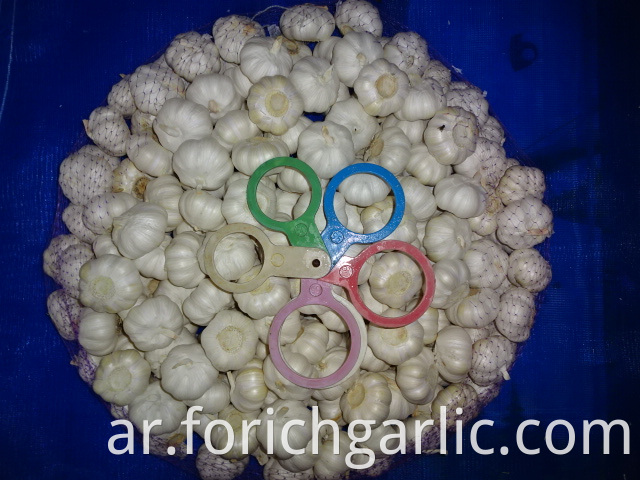 Best Quality Pure White Garlic